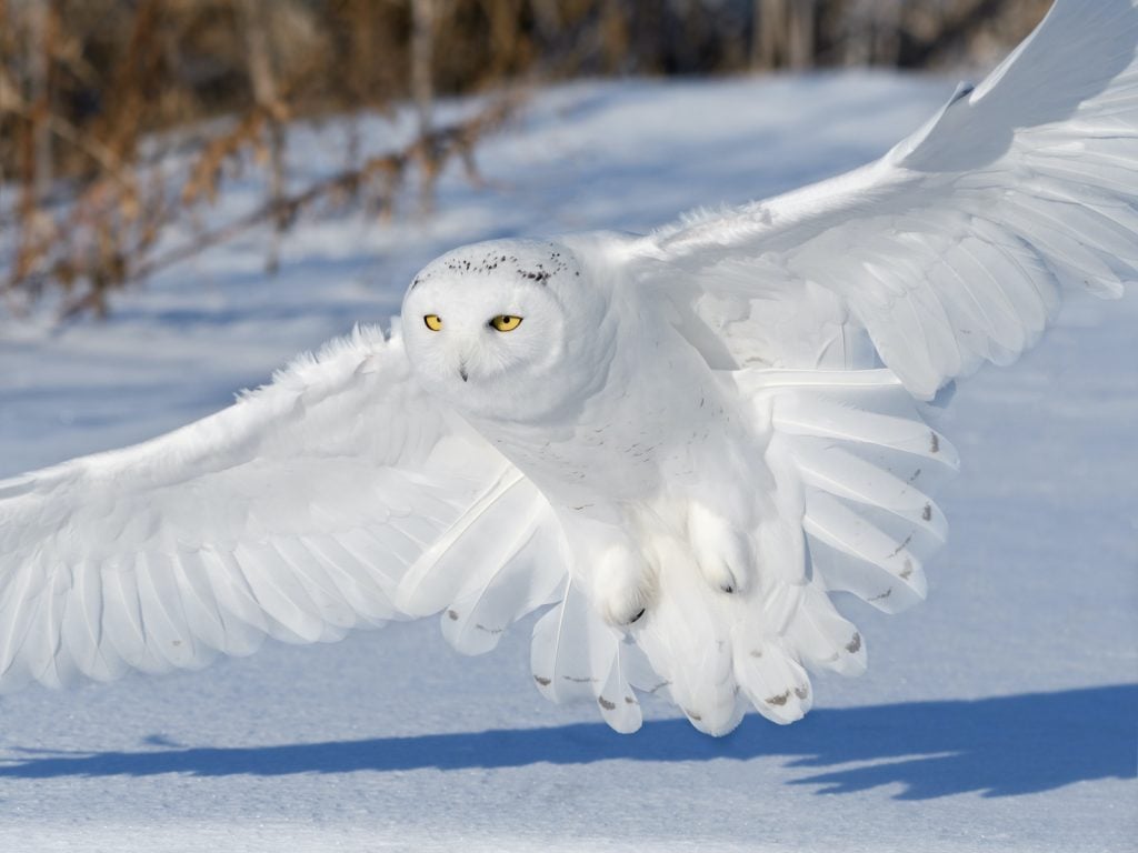 The snowy owl is native to Arctic regions and is almost completely white.