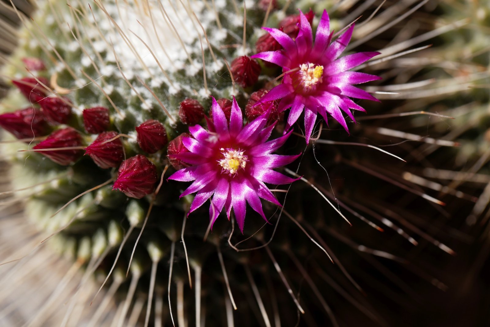 53 of the Most Colorful Desert Plants in the World | Color Meanings