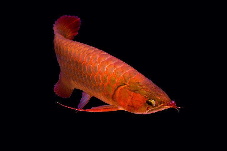 55 of the Most Colorful Fish in the World | Color Meanings