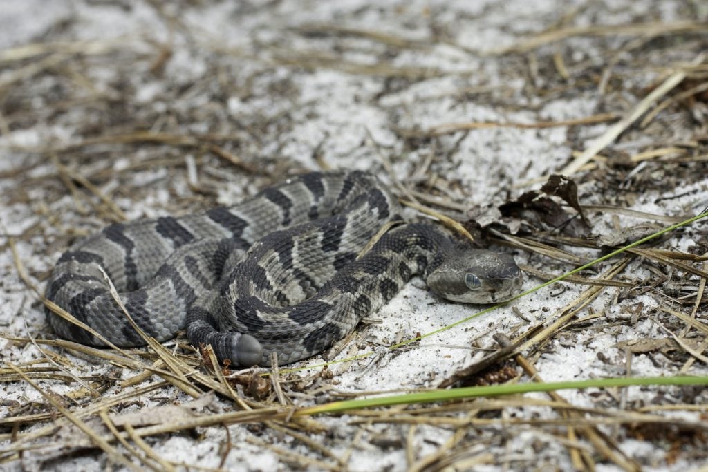 The timber rattlesnake has sharp fangs and a venomous bite that can be deadly.