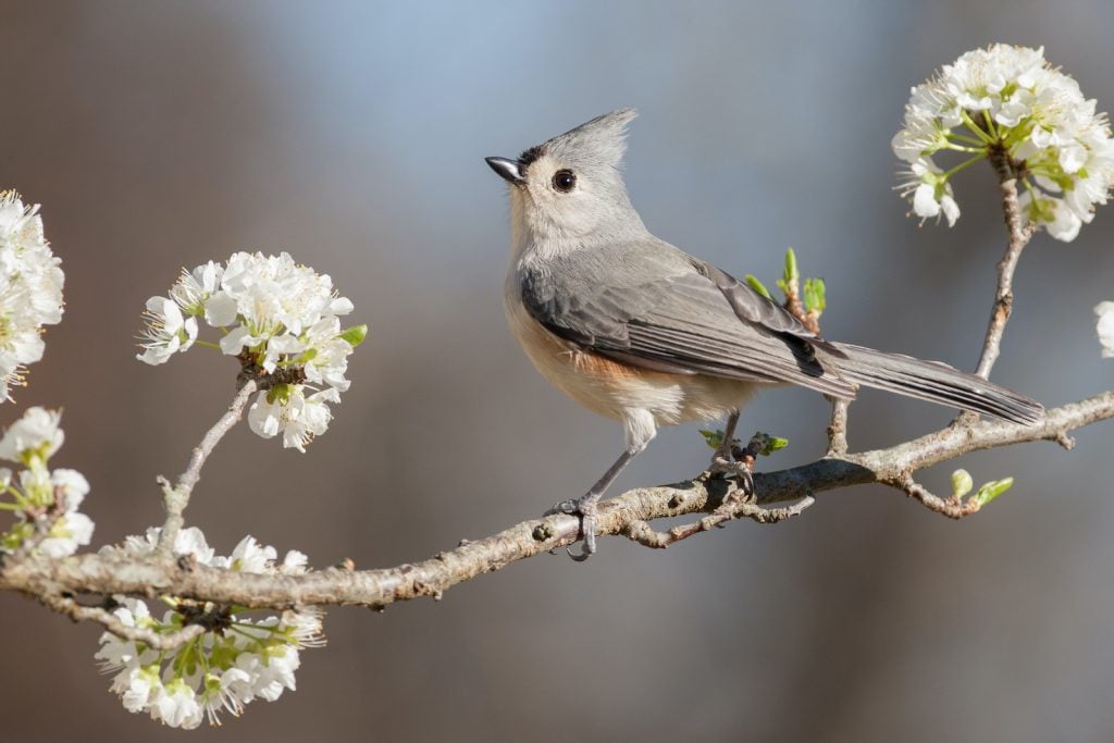 Tufted titmice are very common in forests in the eastern United States.
