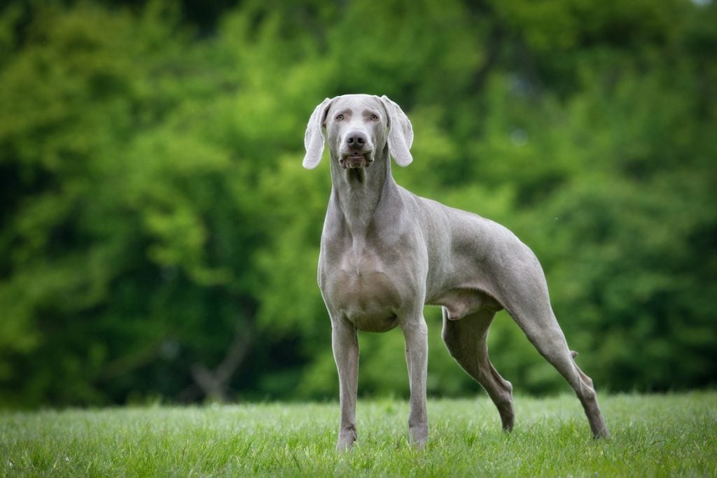 Weimaraners were originally bred as big-game hunting dogs for the German elite.
