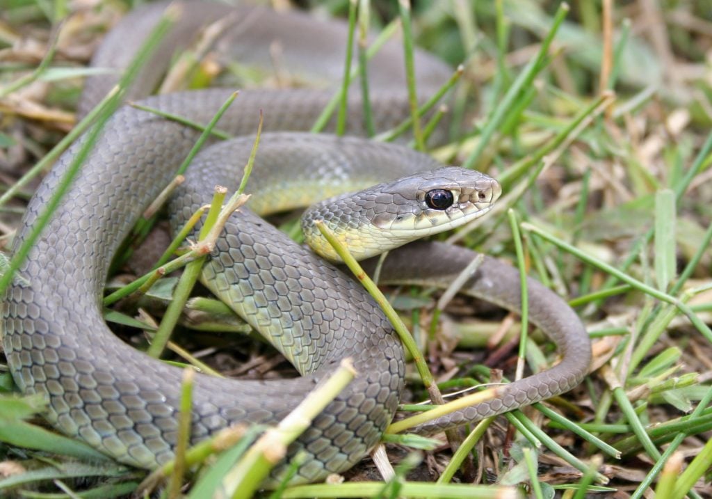 The western yellow-bellied racer is an especially slender snake.