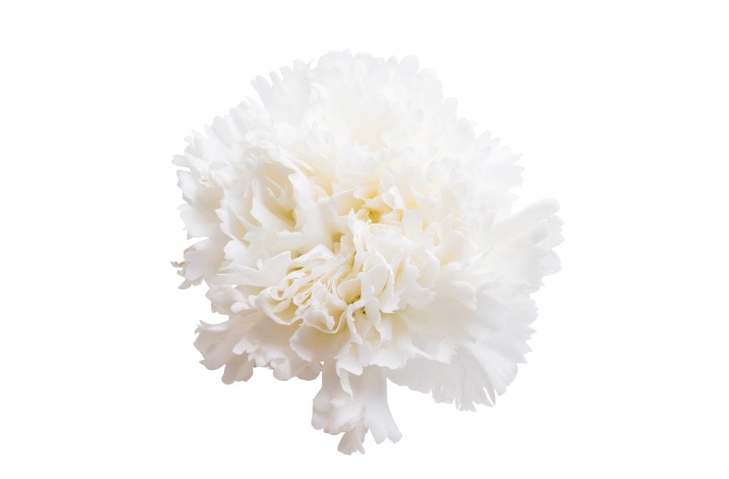 White carnations are frequently a part of corsages and flower bouquets.