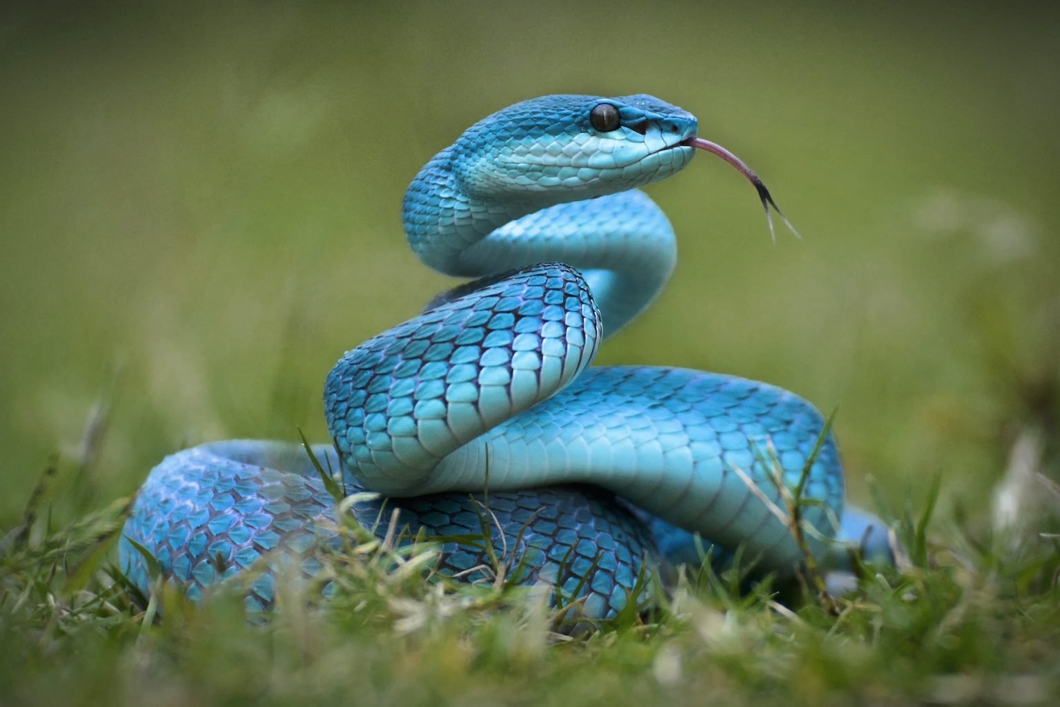 54 of the Most Colorful Snakes in the World | Color Meanings
