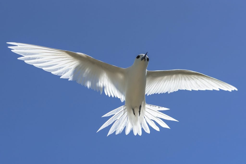 Most American terns are some combination of white with small black accents in color. 