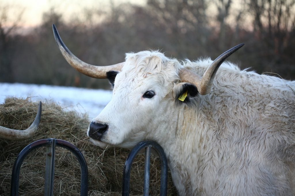 White park cattle originate from Britain.