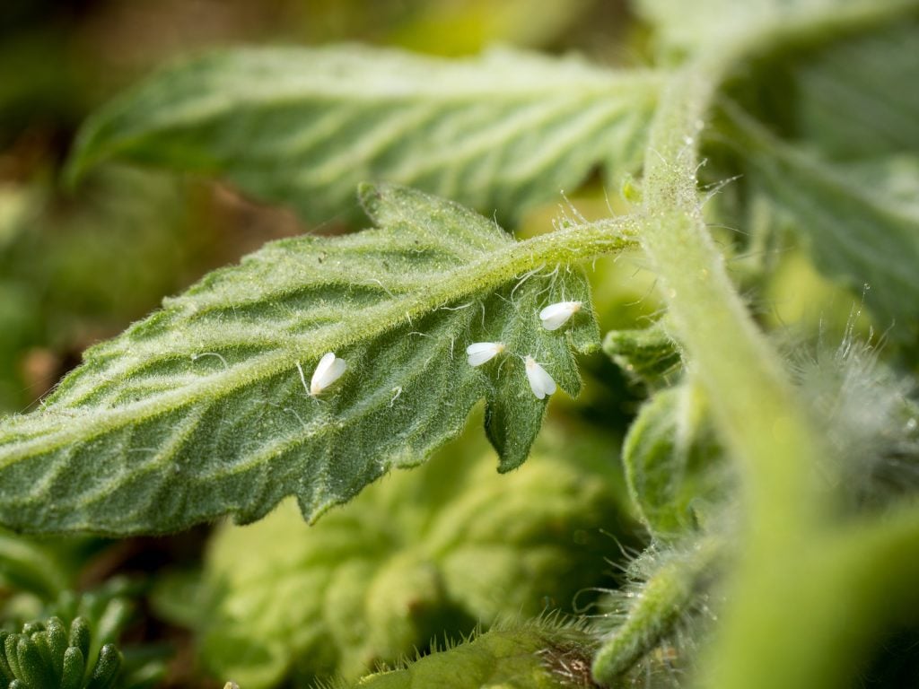 Whiteflies are a common nuisance bug.