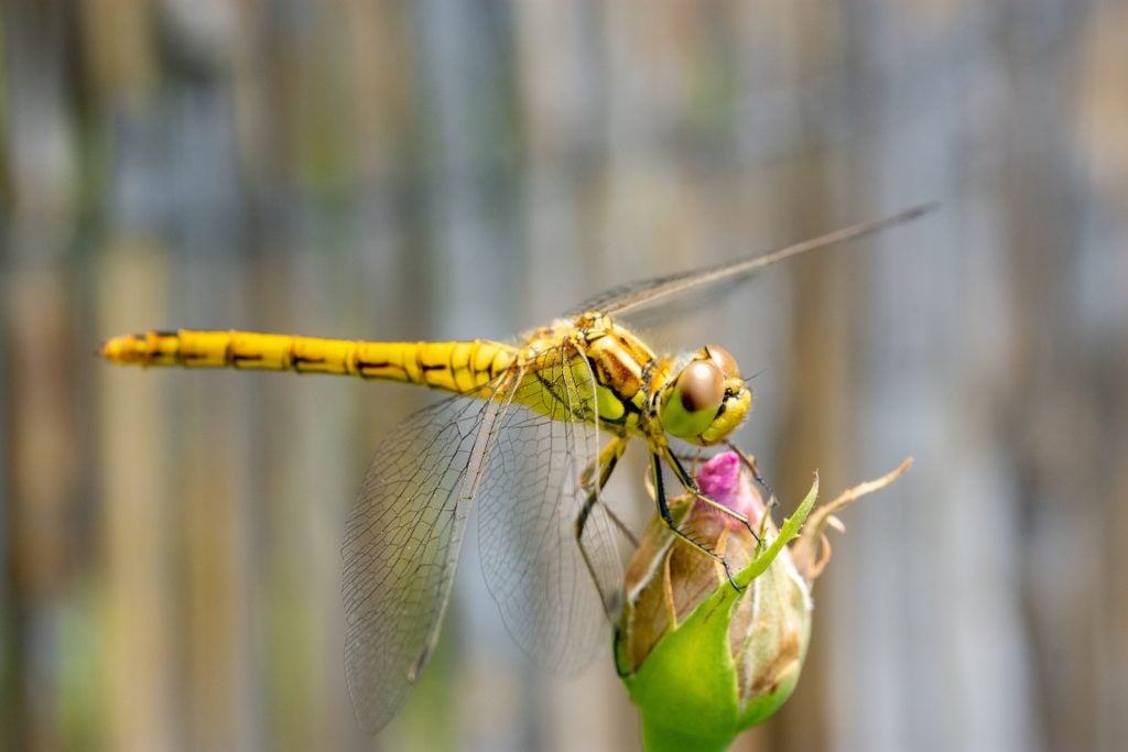 Yellow dragonfly on a flower