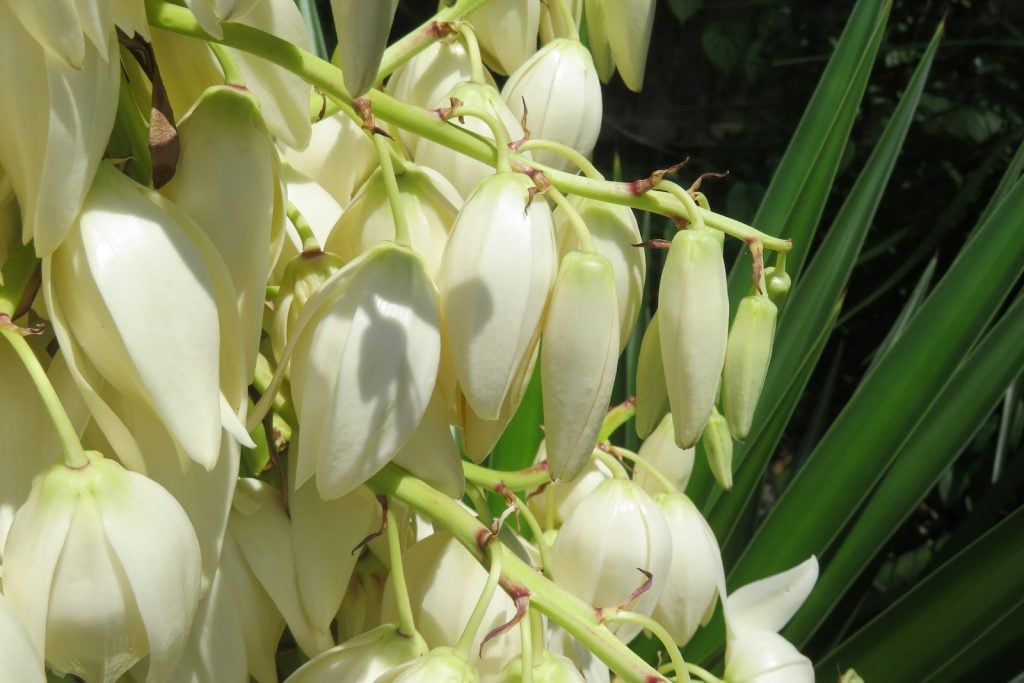 Yucca blooms are usually white.