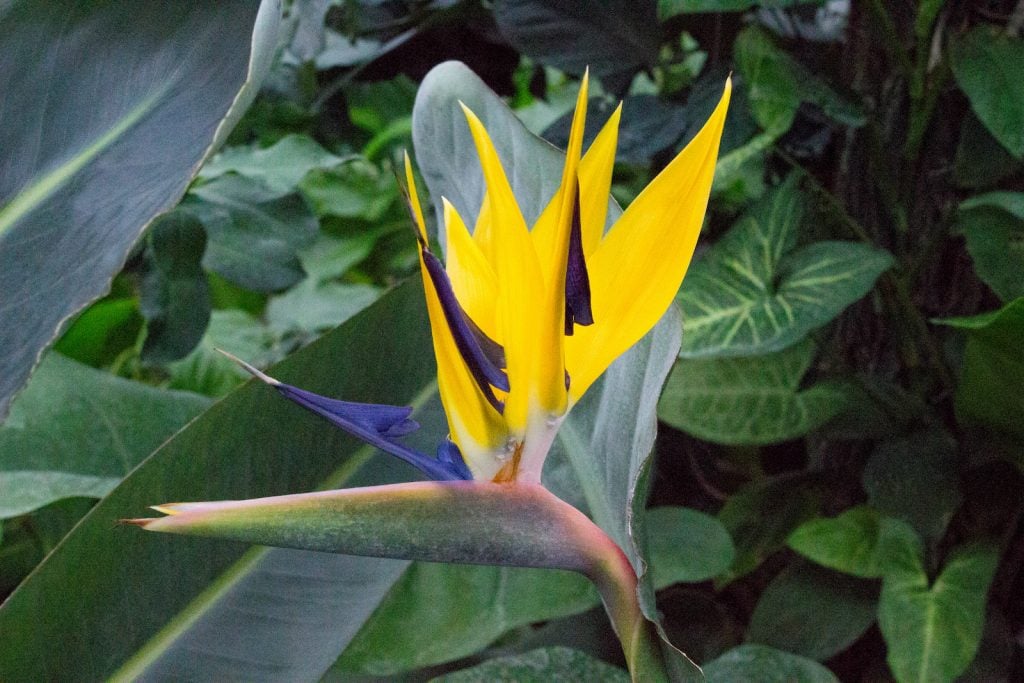 Yellow African bird of paradise flower surrounded by green plants in the garden