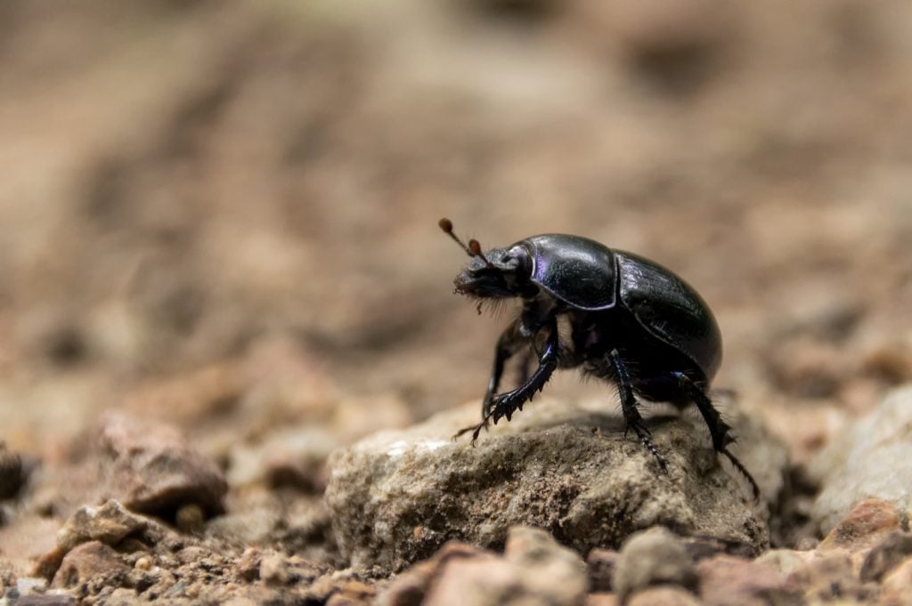 African black beetle aka Heteronychus Arator