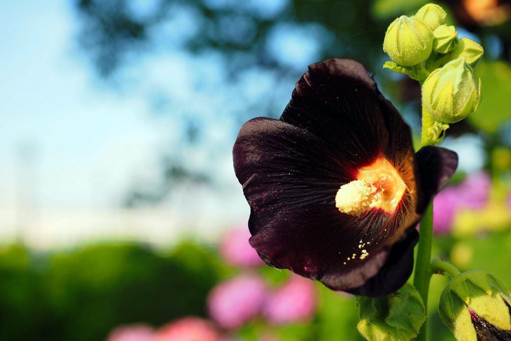 Alcea Rosea Nigra commonly known as black hollyhock in a garden