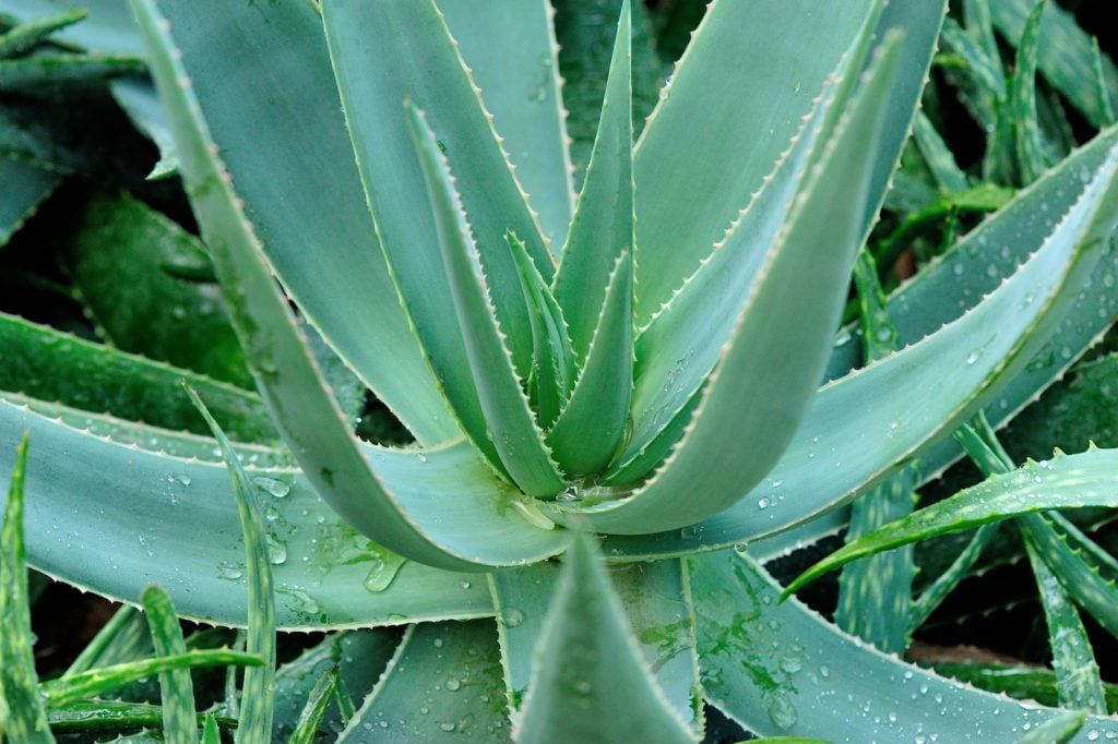 Aloe vera plant in the ground with raindrops on the leaves