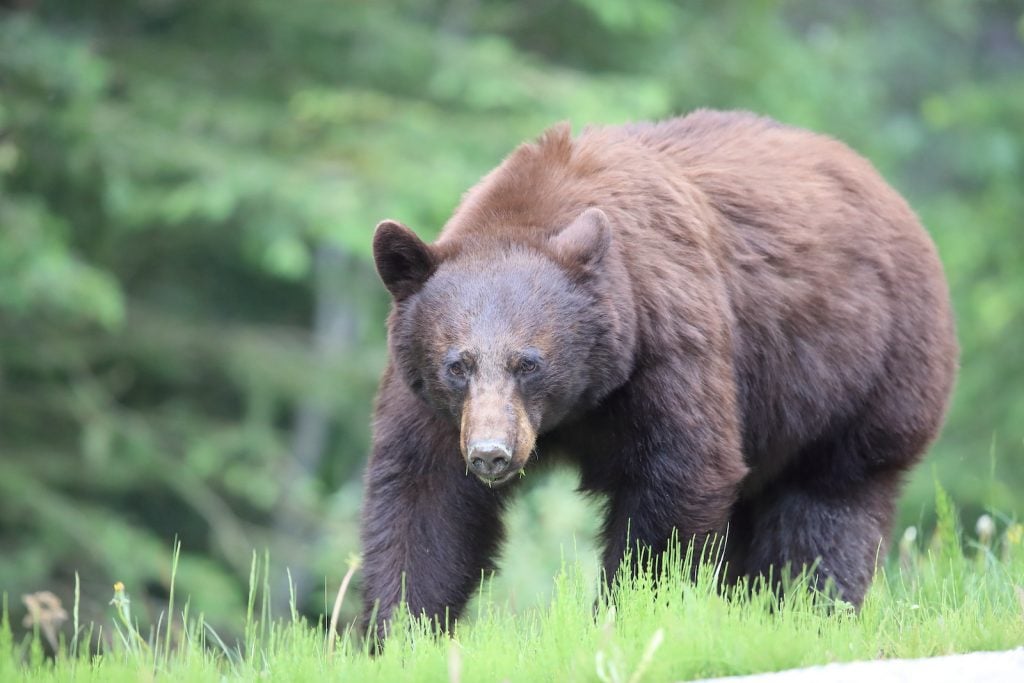 Closeup of American black bear in the forest walking in the tall green grass