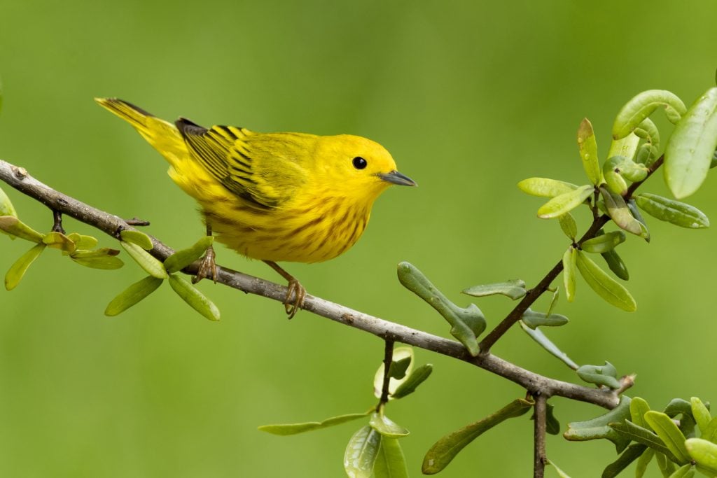 Adult male Yellow Warbler sitting on a small branch with a green blurred background 