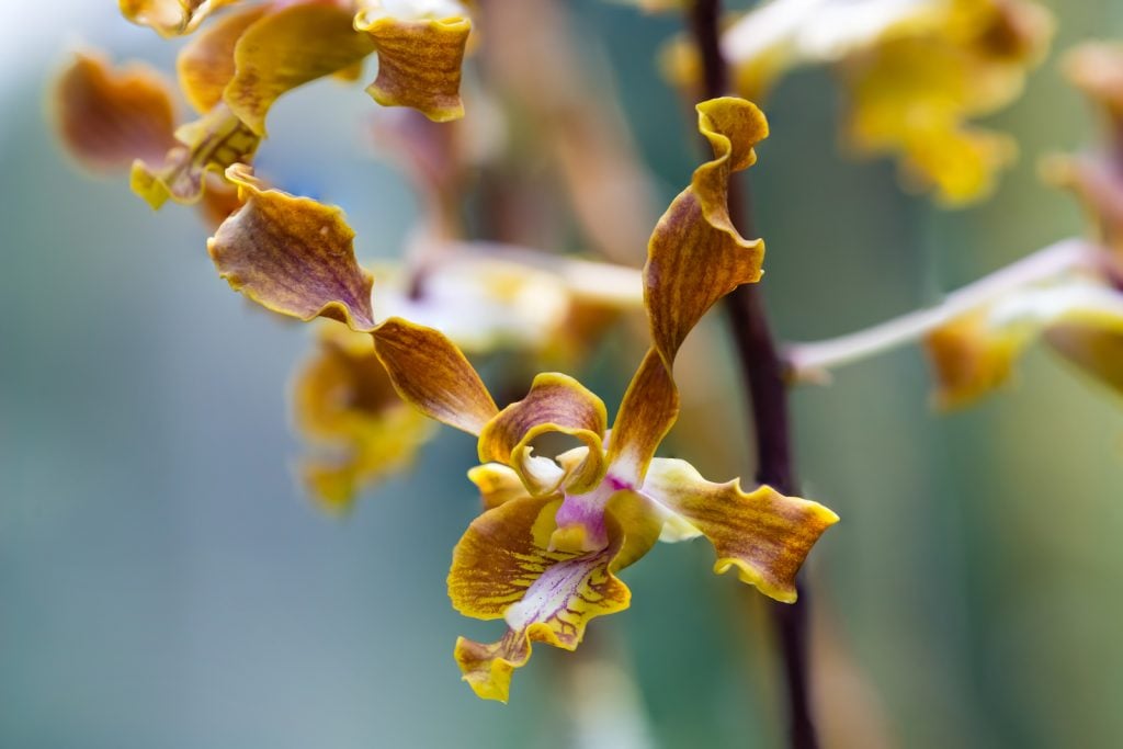 Close up of antler orchid in brown, yellow and purple colors