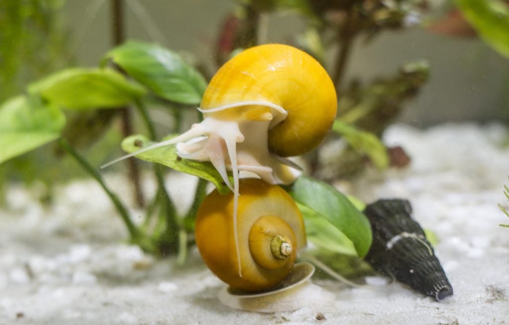 Apple Snails in an aquarium 