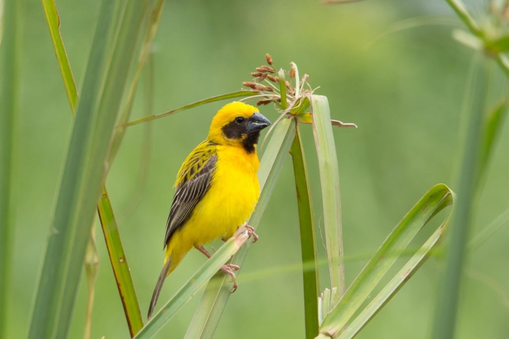 Male Asian golden weaver sitting on a  rice straw in rice field