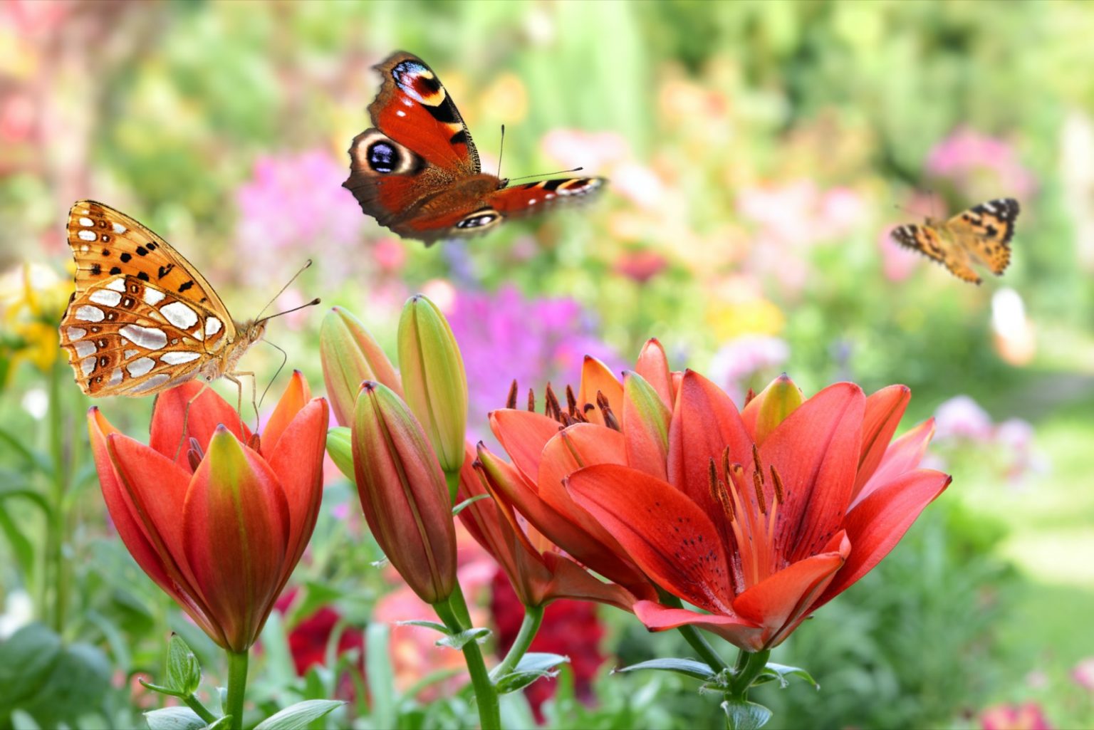 what-colors-are-butterflies-attracted-to-color-meanings