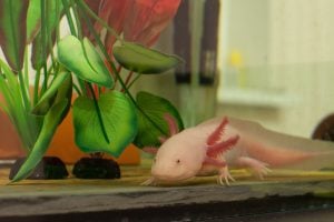 200+ Things That Are Pink in Nature (Full List and Photos) | Color Meanings