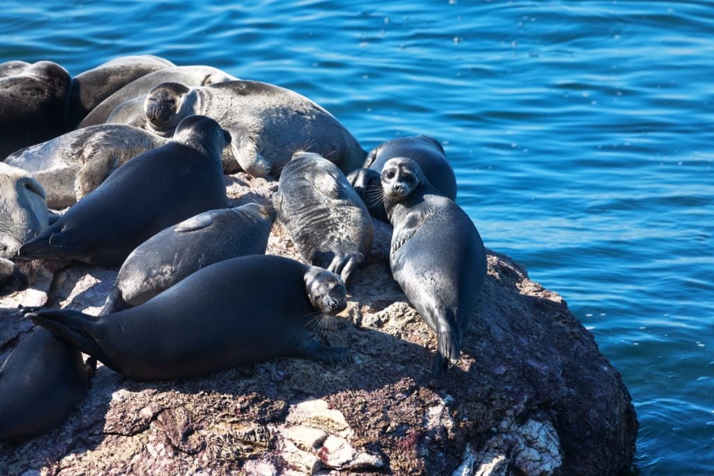 Black baikal seal pinnipeds lying in the sun on a small stone island