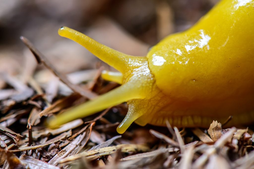 Closeup of bright yellow banana slug head on the forrest ground in the redwoods