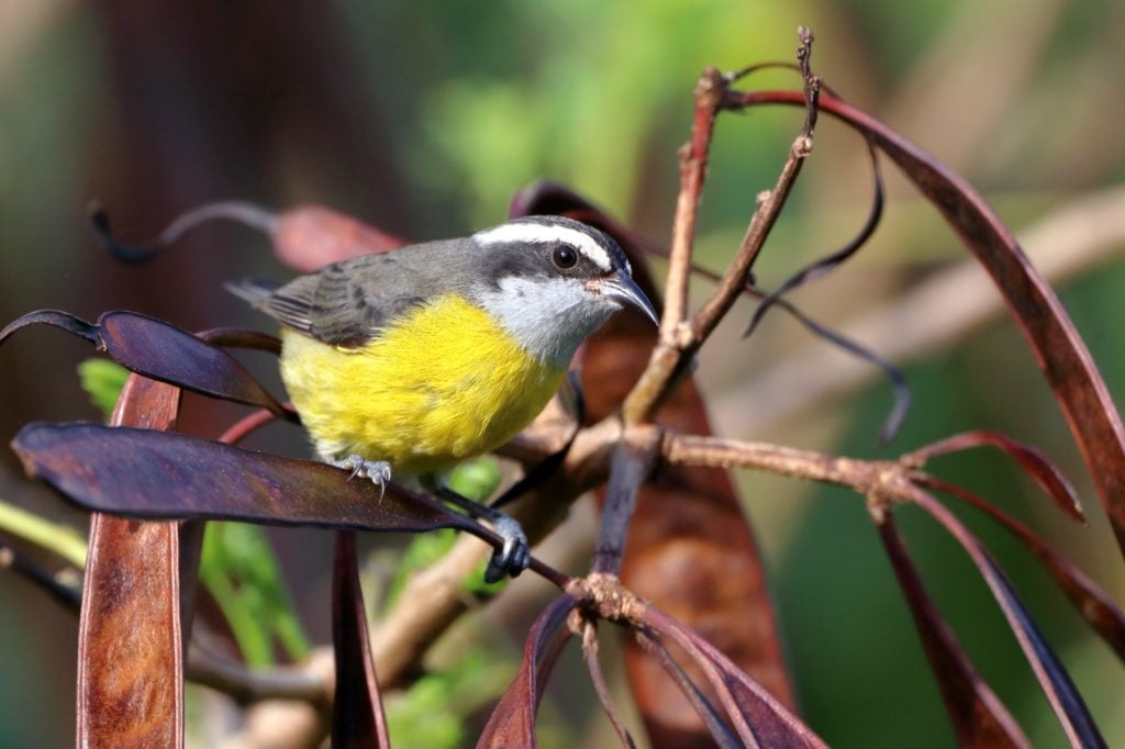 Bananaquit or Coereba Flaveola perched on seed pods of a tree