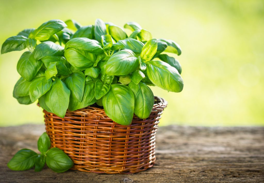 Basil plant in an basket on a wooden table