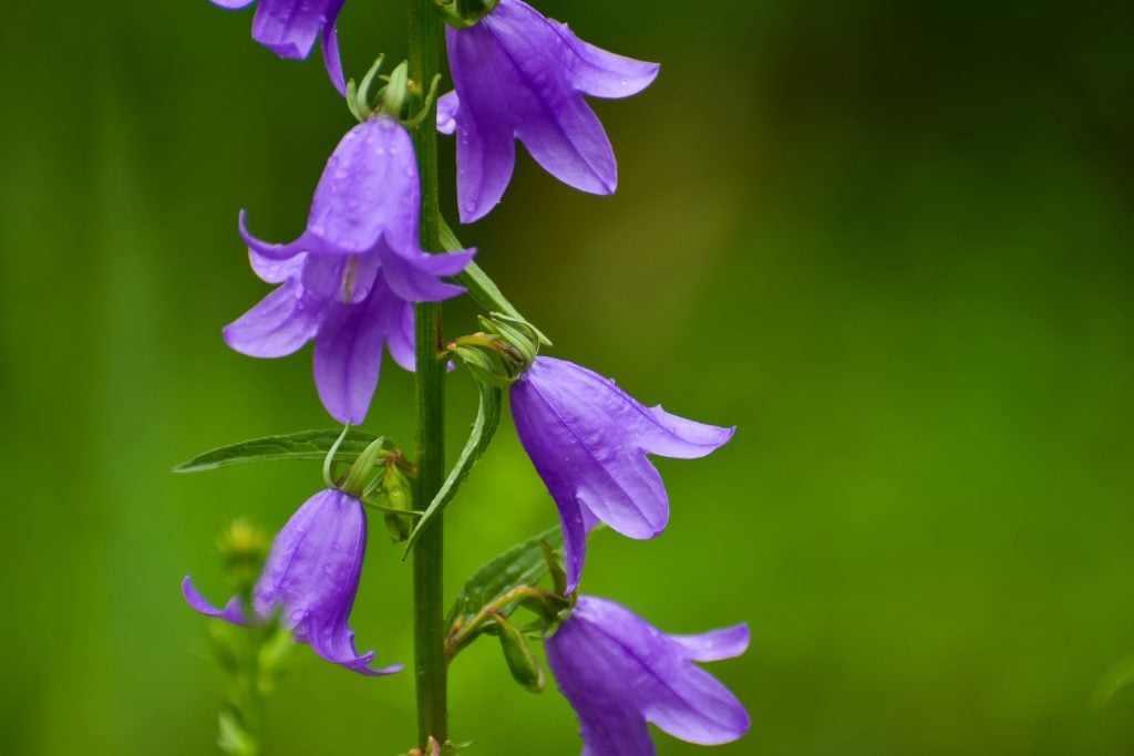 Closeup of purple bellflower blossoms in nature