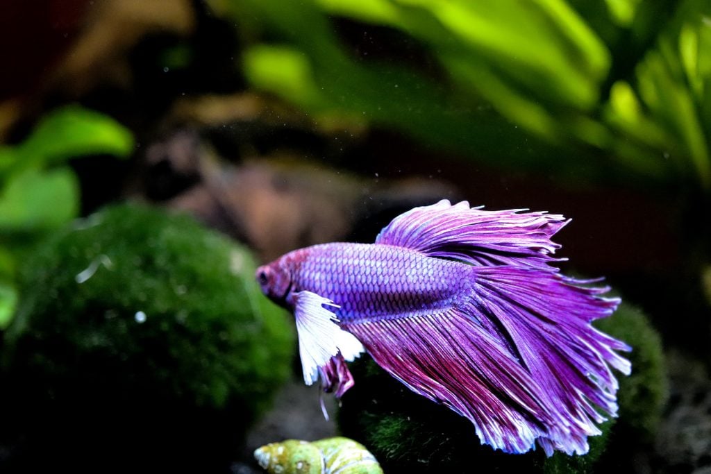 Purple betta fish swimming in aquarium
