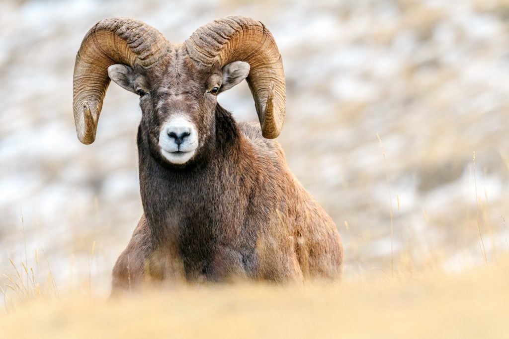 Close up of a big horn sheep sitting in tall yellow grass with a blurred background