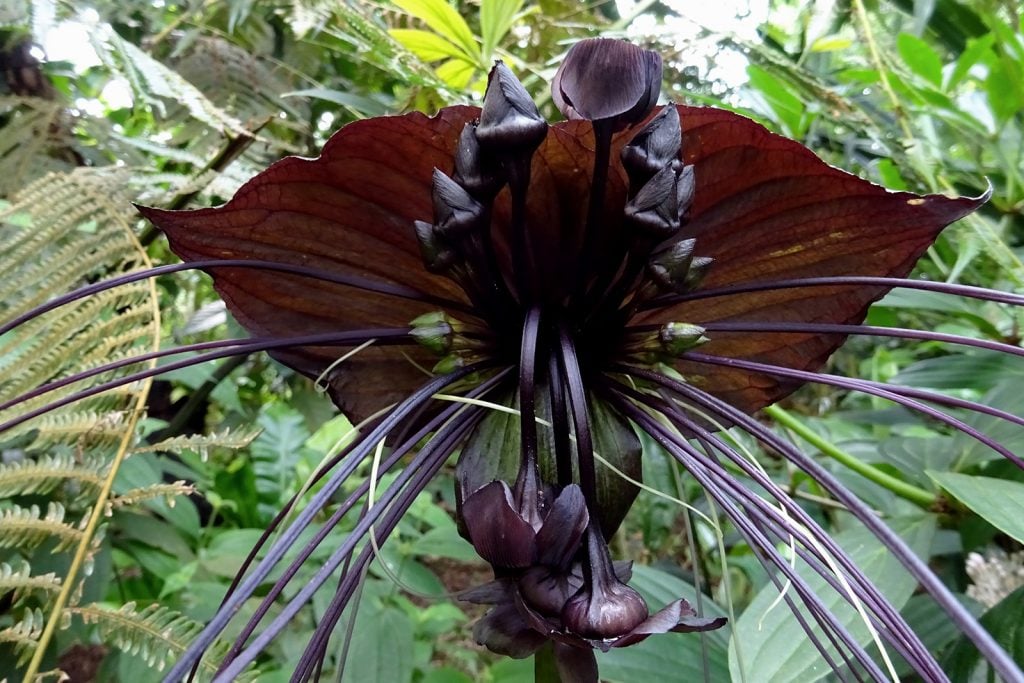 Black bat flower or Tacca Chantrieri growing in a tropical forest