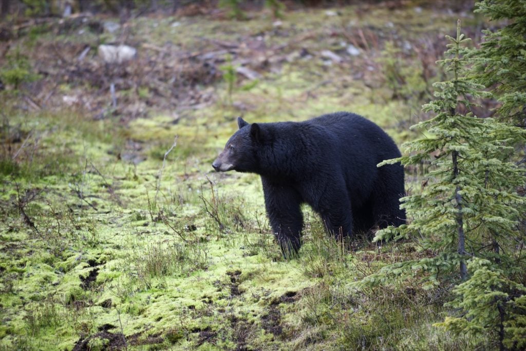 American black bear also known as Ursus Americanus looking for food in the mountains of Canada