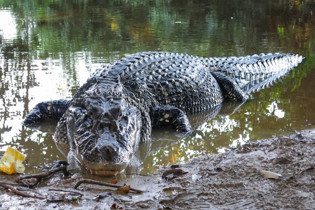 Black Caiman at Yacuma National Park in Bolivia