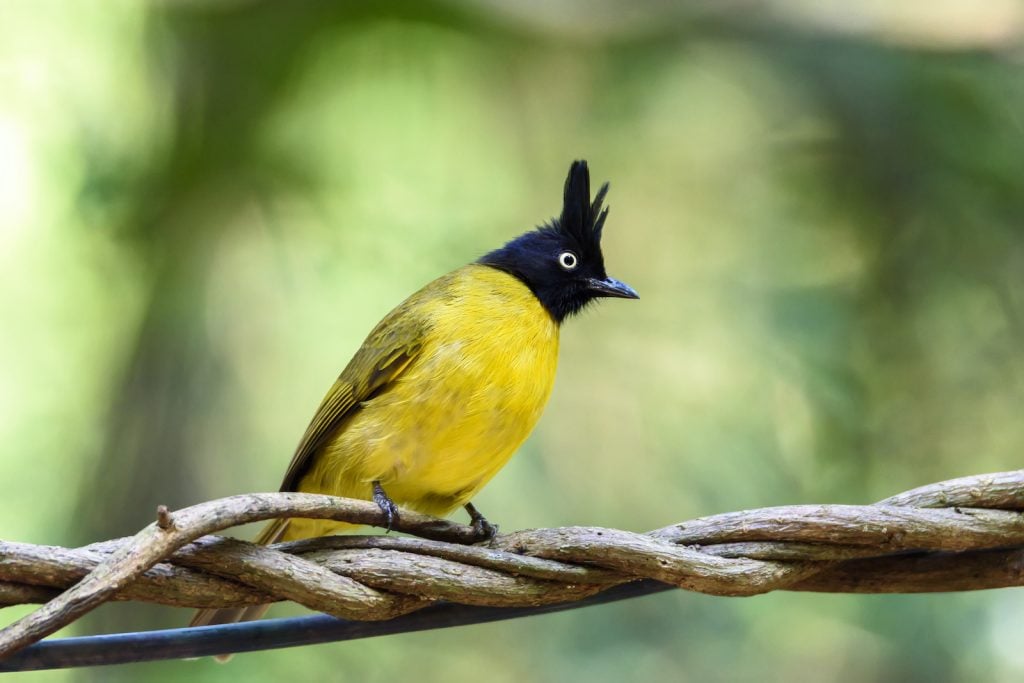 Black-crested bulbul perching on tree branch