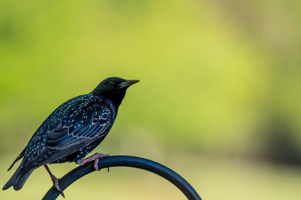 Black European starling sitting on an iron fence