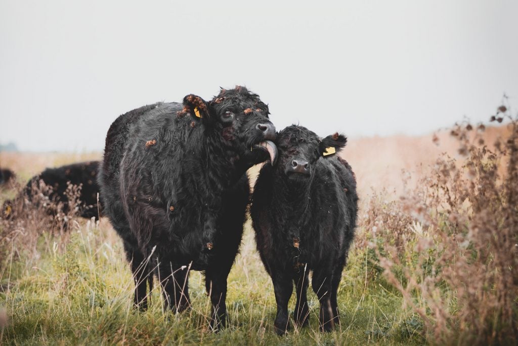 Black galloway cattle on a meadow