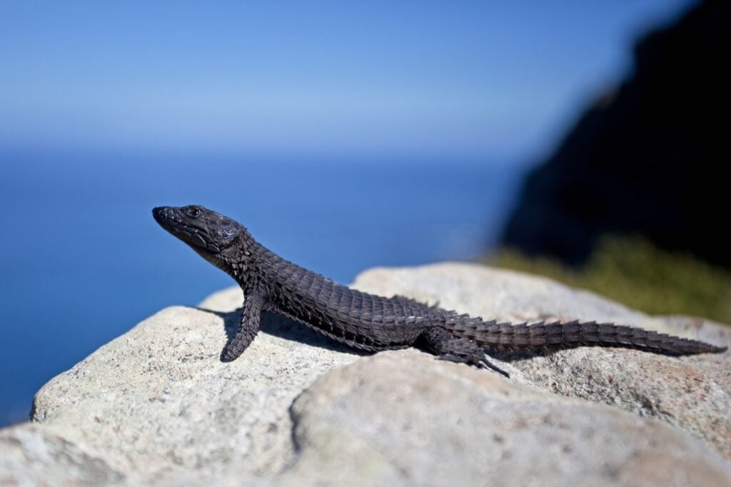 Black girdled lizard aka Cordylus Niger