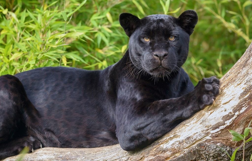 Black panther lying on a tree