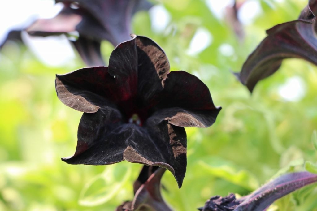 Black petunia multiflora flower on a green background