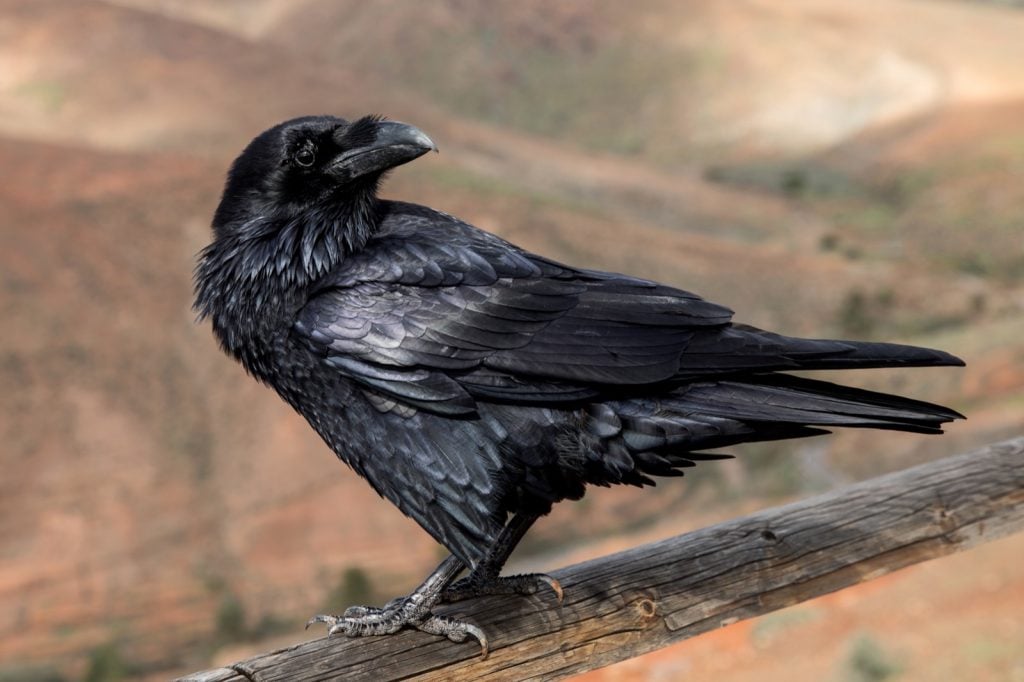 Black raven on a wooden fence