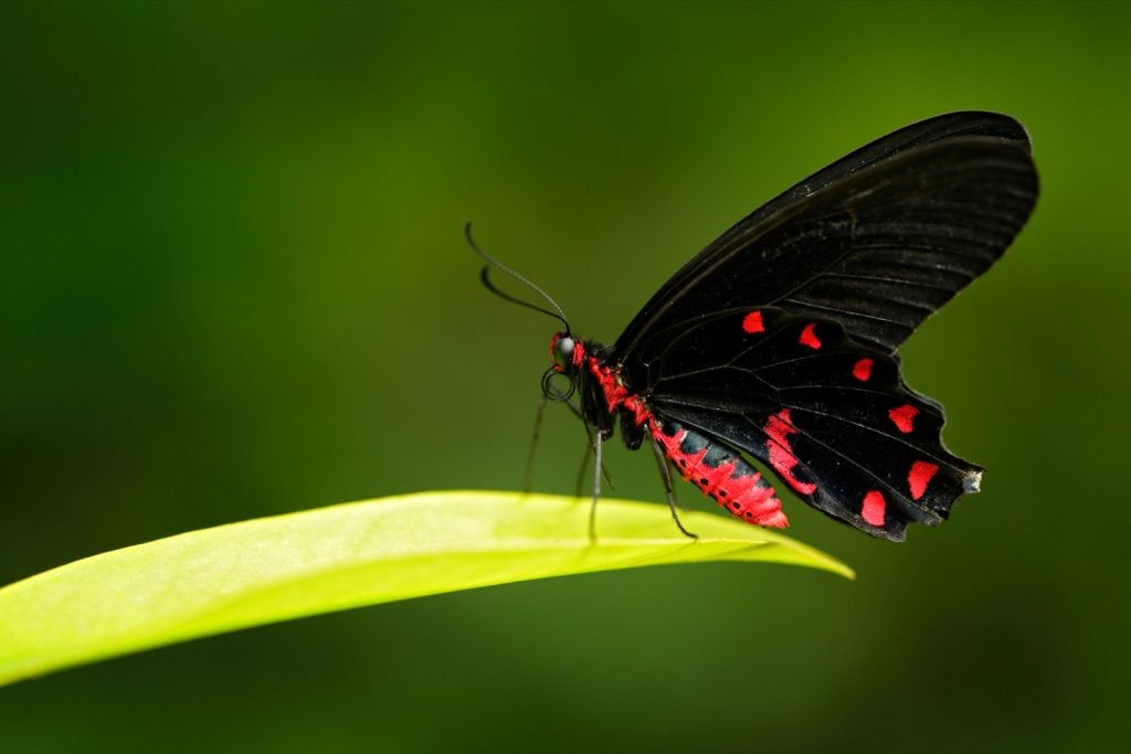 Black and red Atrophaneura Semperi also known as the vampire butterfly