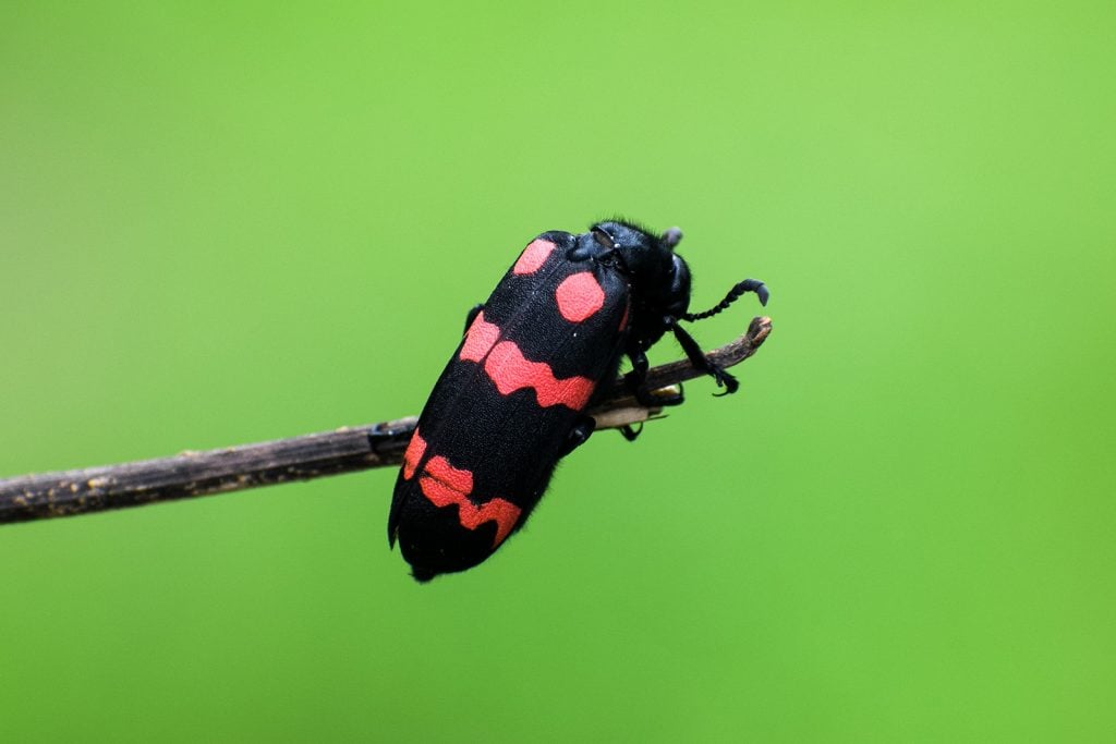 Black and red blister beetle resting on a branch with green nature background