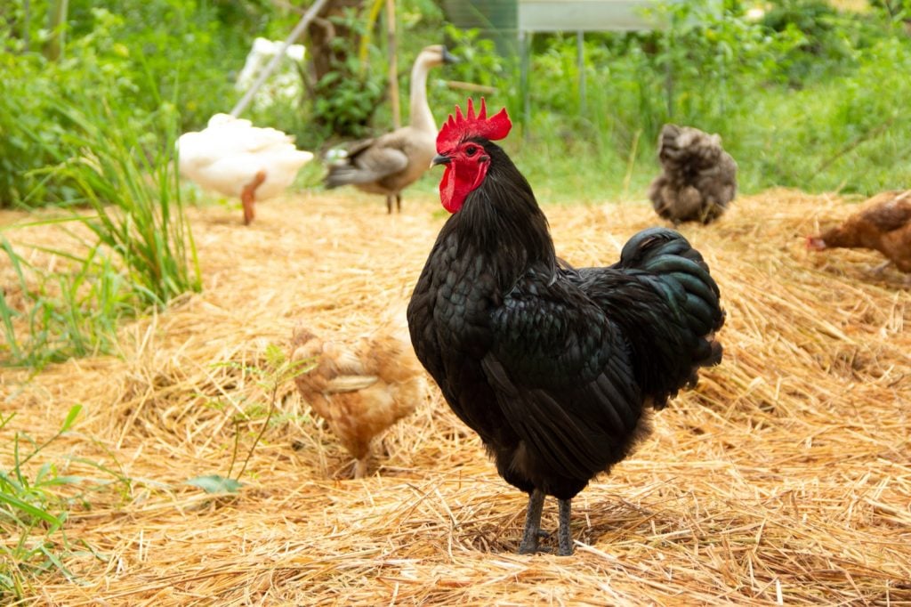 Black rooster standing on straw in backyard