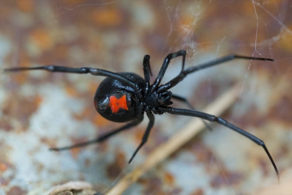 Black widow spider species Latrodectus Mactans with red markings on the underside
