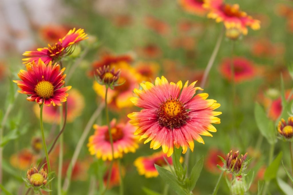 Blanket flowers or Gaillardia growing on a meadow