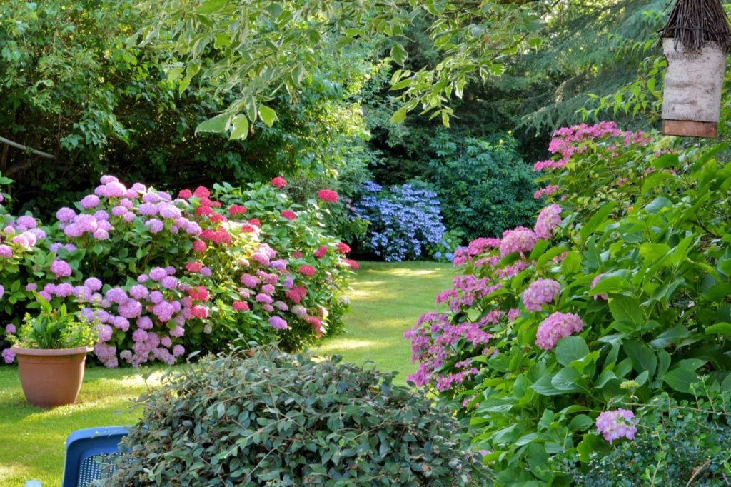 Blossoming flowers in different colors in summer garden