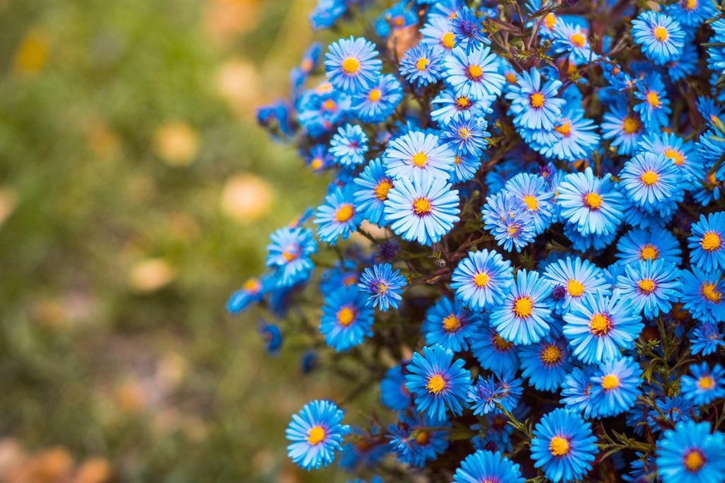 Blue Aster flowers bloom in a natural garden