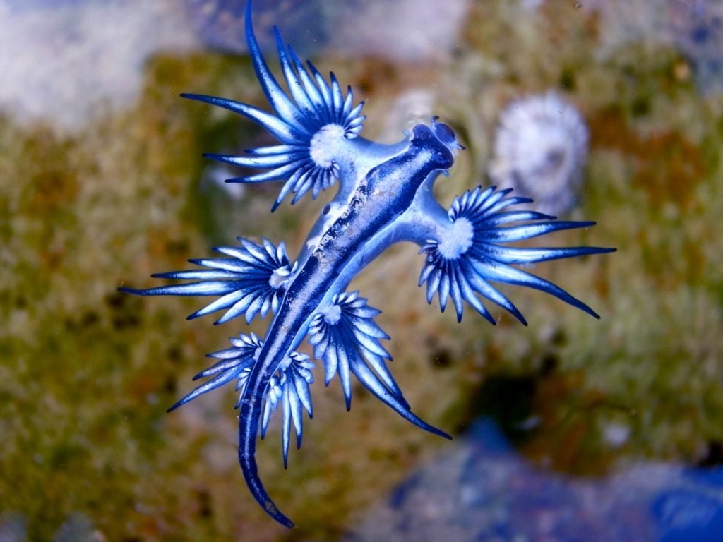 Blue dragon sea slug aka Glaucus Atlanticus near ocean coast